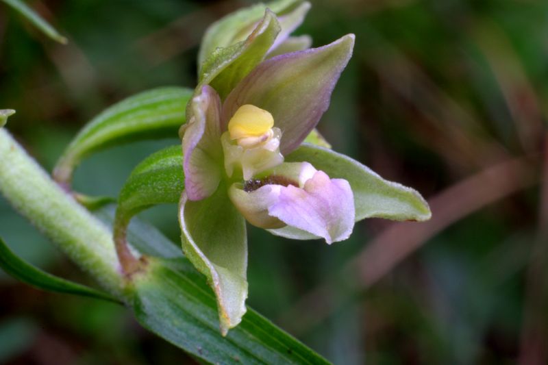 Epipactis helleborine / Elleborine comune