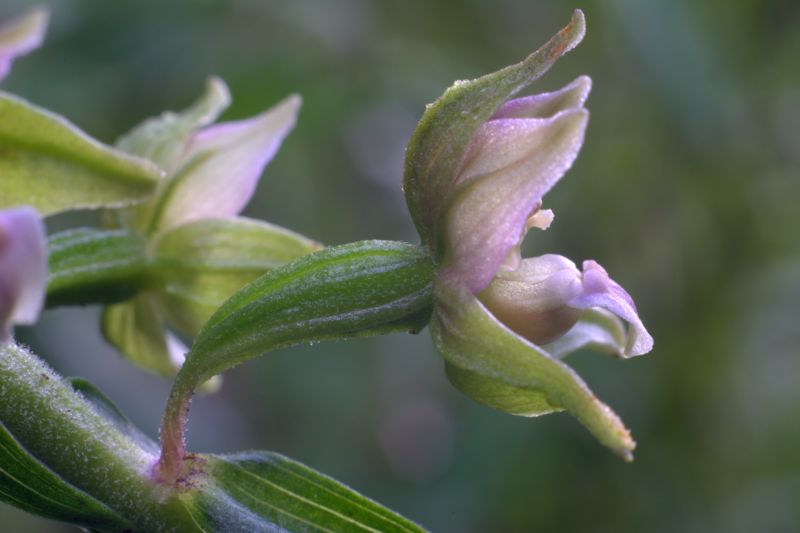 Epipactis helleborine / Elleborine comune