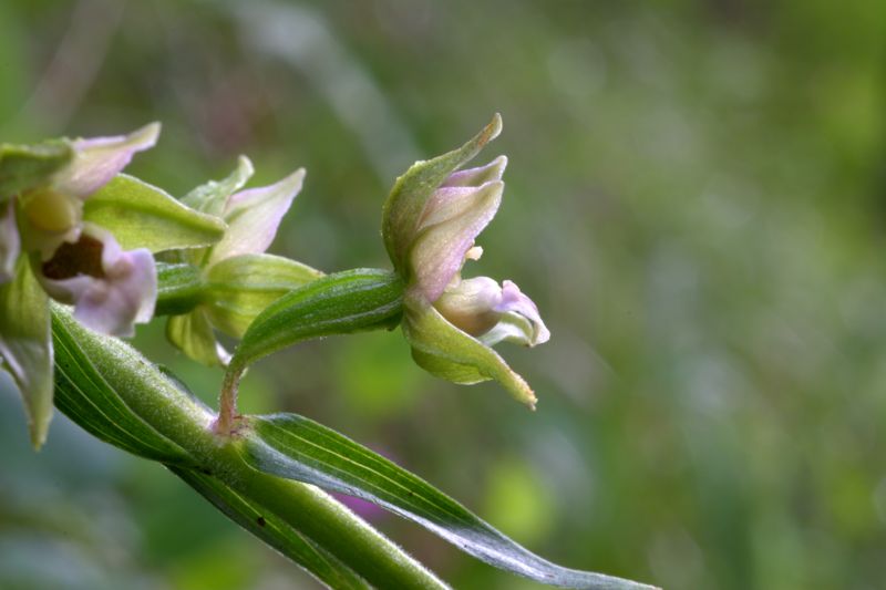 Epipactis helleborine / Elleborine comune