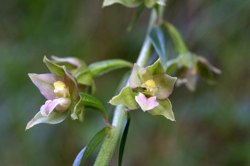 Epipactis helleborine / Elleborine comune