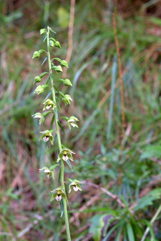 Epipactis helleborine / Elleborine comune