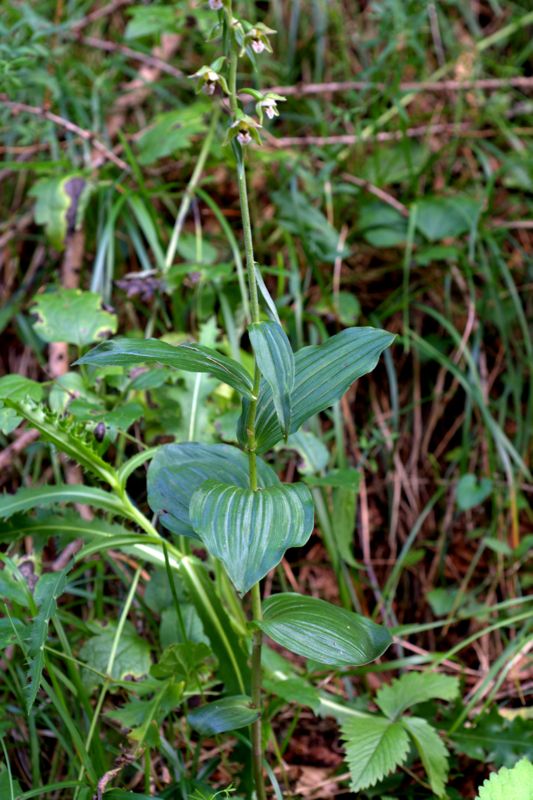 Epipactis helleborine / Elleborine comune