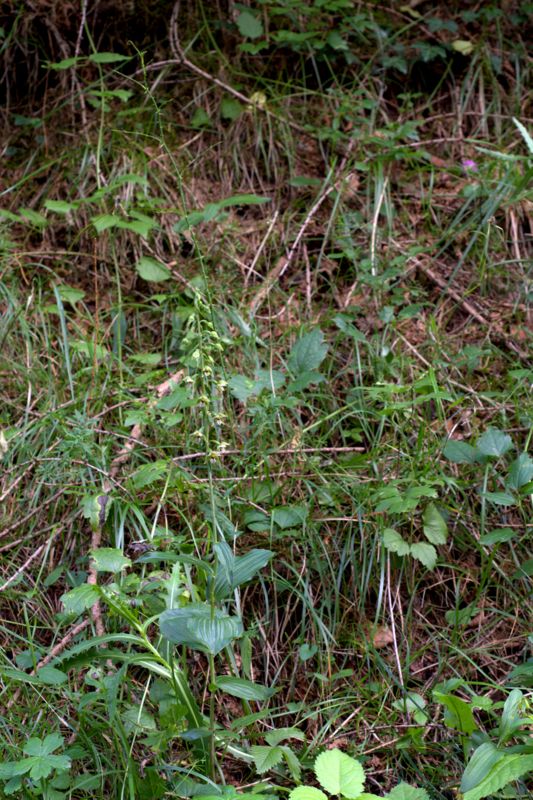 Epipactis helleborine / Elleborine comune