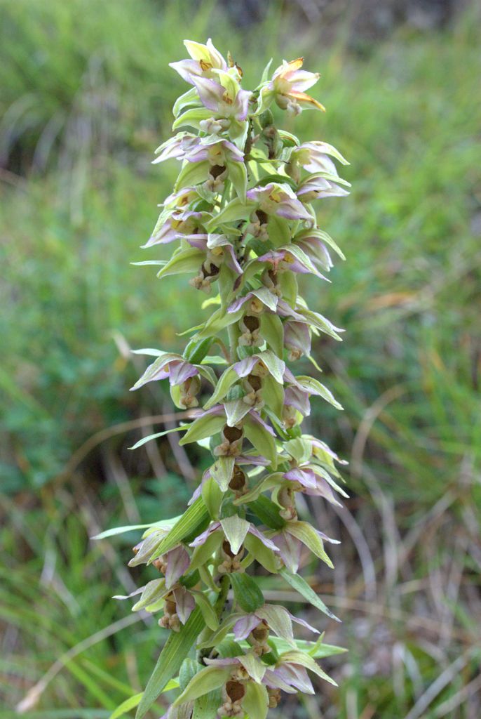 Epipactis distans / Elleborine orbicolare