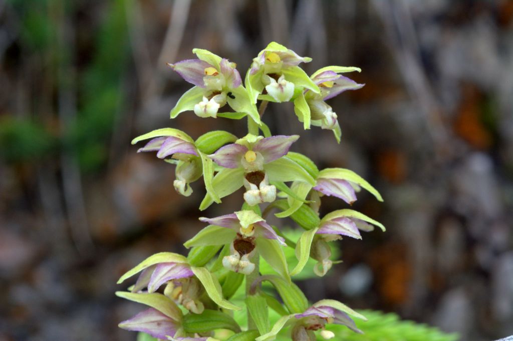 Epipactis distans / Elleborine orbicolare