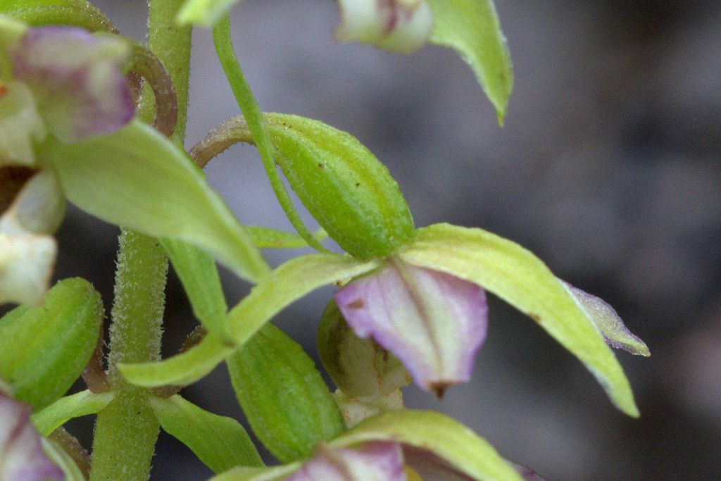 Epipactis distans / Elleborine orbicolare