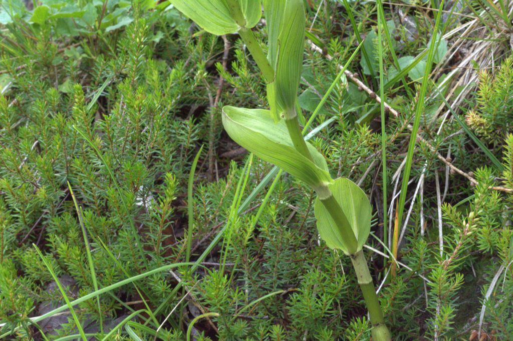 Epipactis distans / Elleborine orbicolare