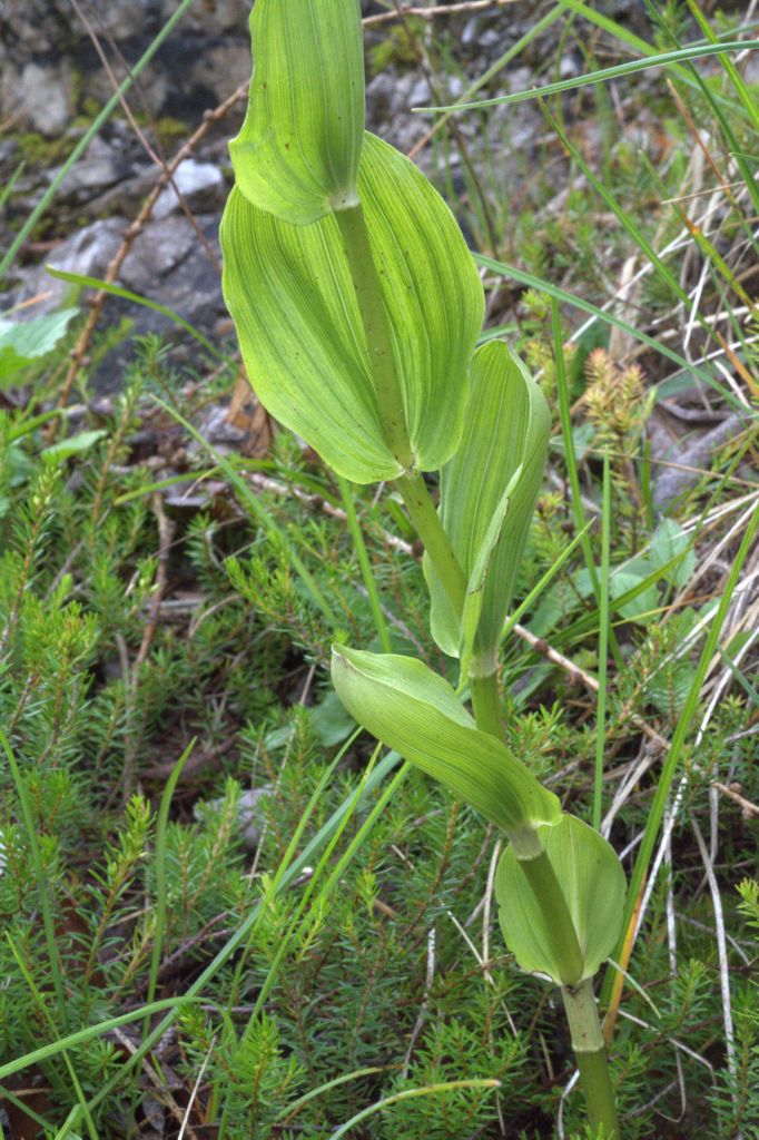 Epipactis distans / Elleborine orbicolare