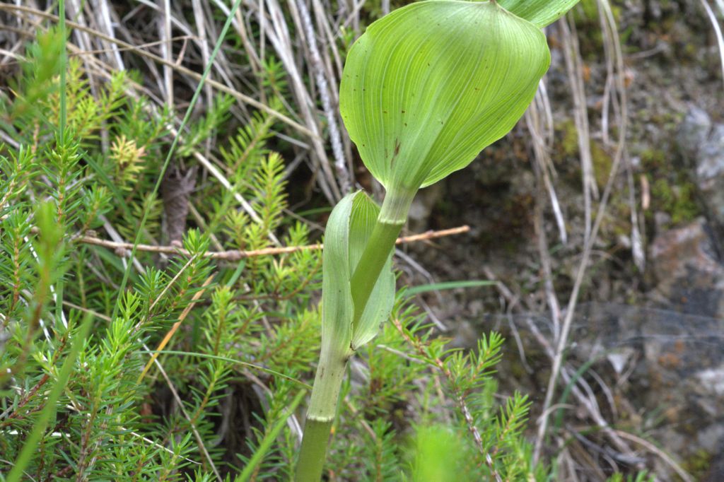 Epipactis distans / Elleborine orbicolare