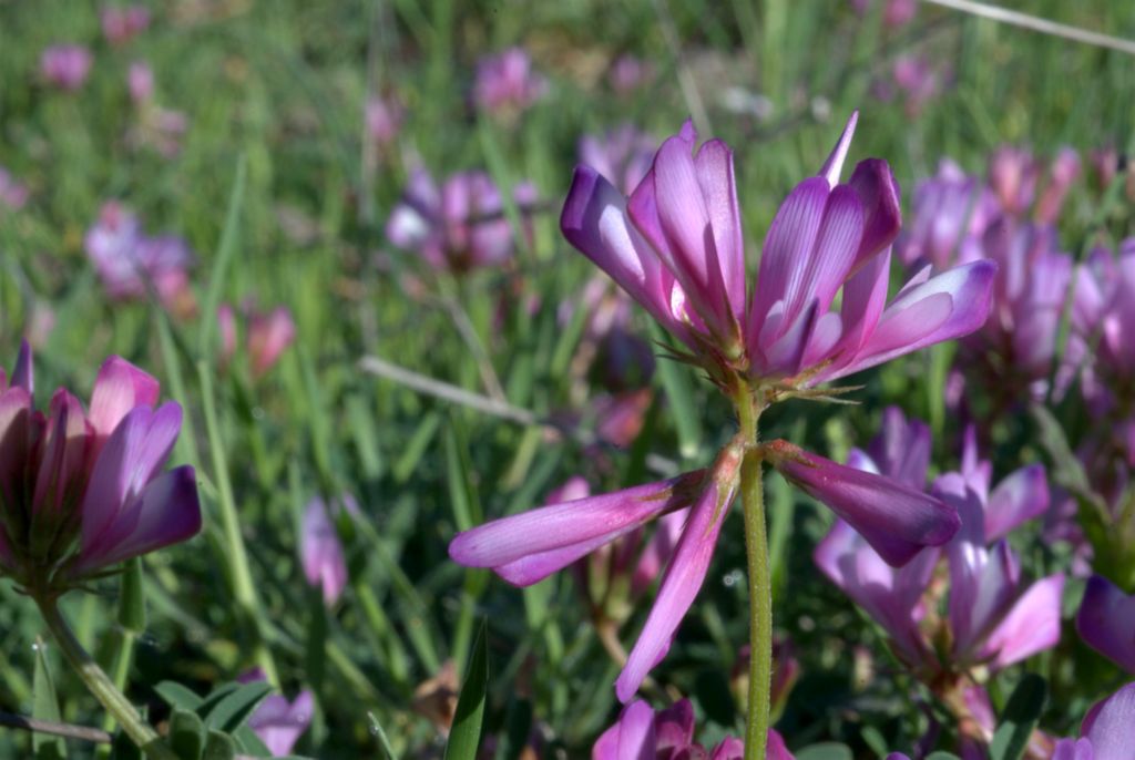 Sulla capitata (=Hedysarum glomeratum) / Sulla annuale