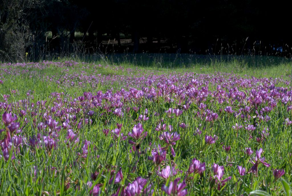 Sulla capitata (=Hedysarum glomeratum) / Sulla annuale