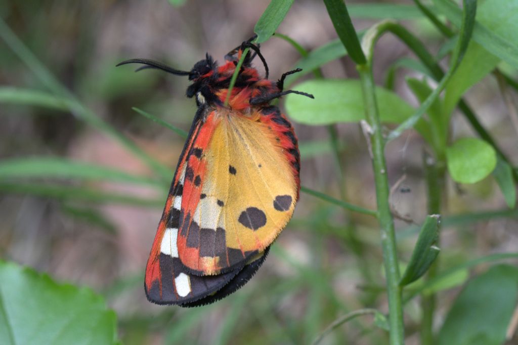 Arctia villica ( Erebidae Arctiinae)