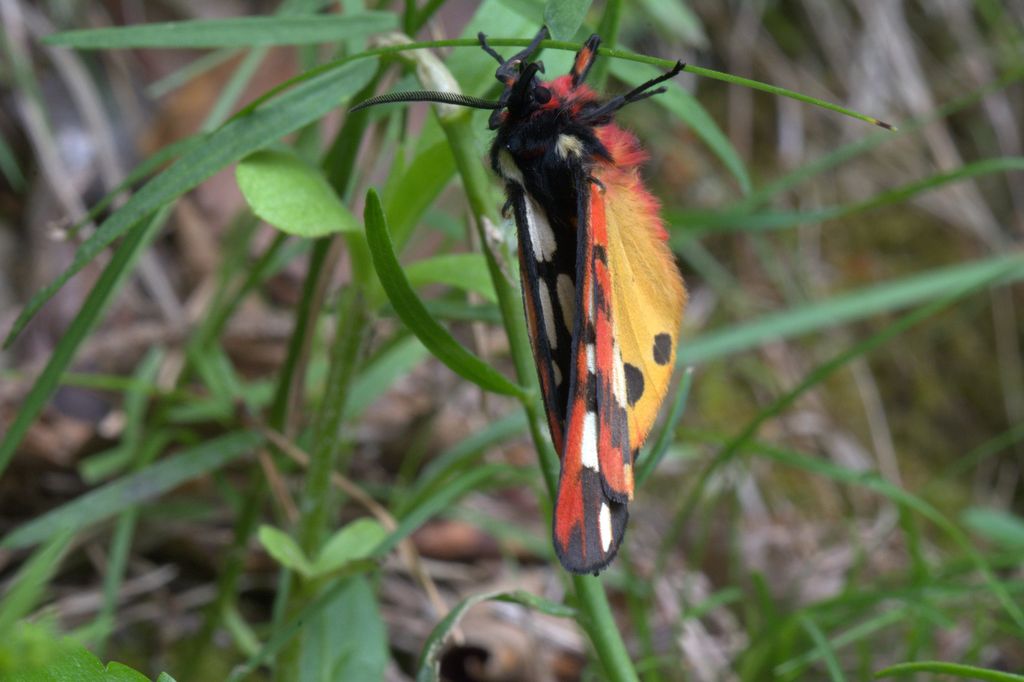 Arctia villica ( Erebidae Arctiinae)