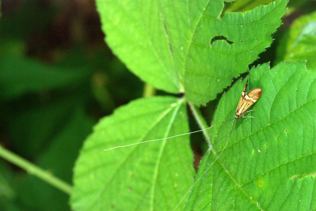 Farfallina da determinare