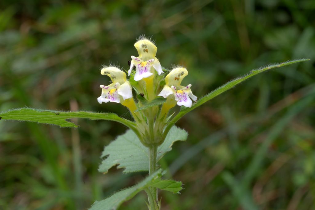 Galeopsis pubescens subsp. murriana