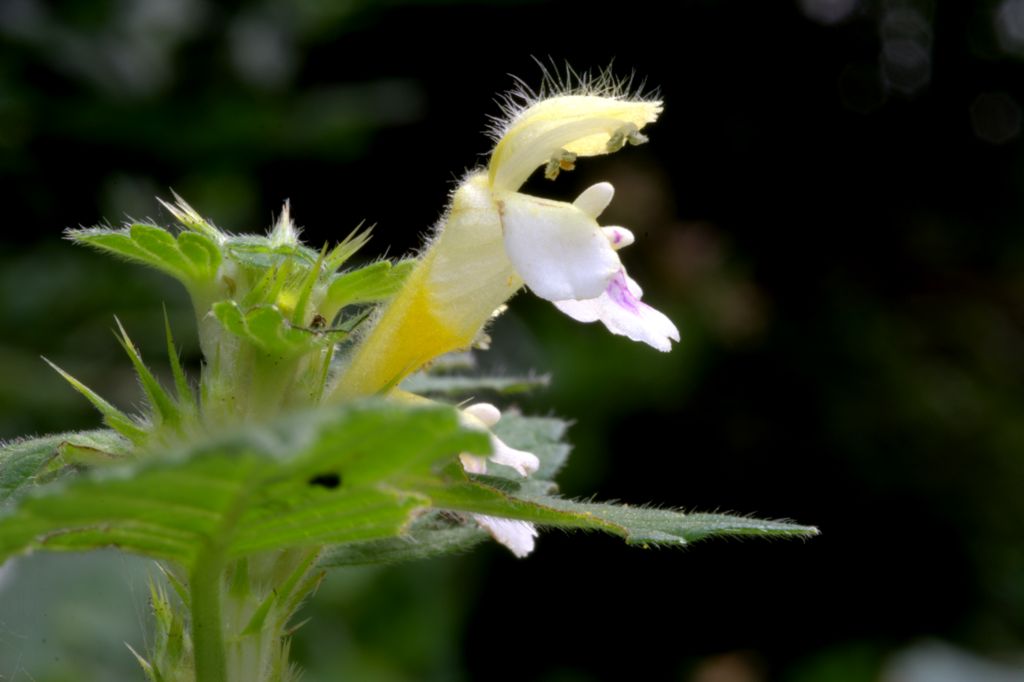 Galeopsis pubescens subsp. murriana