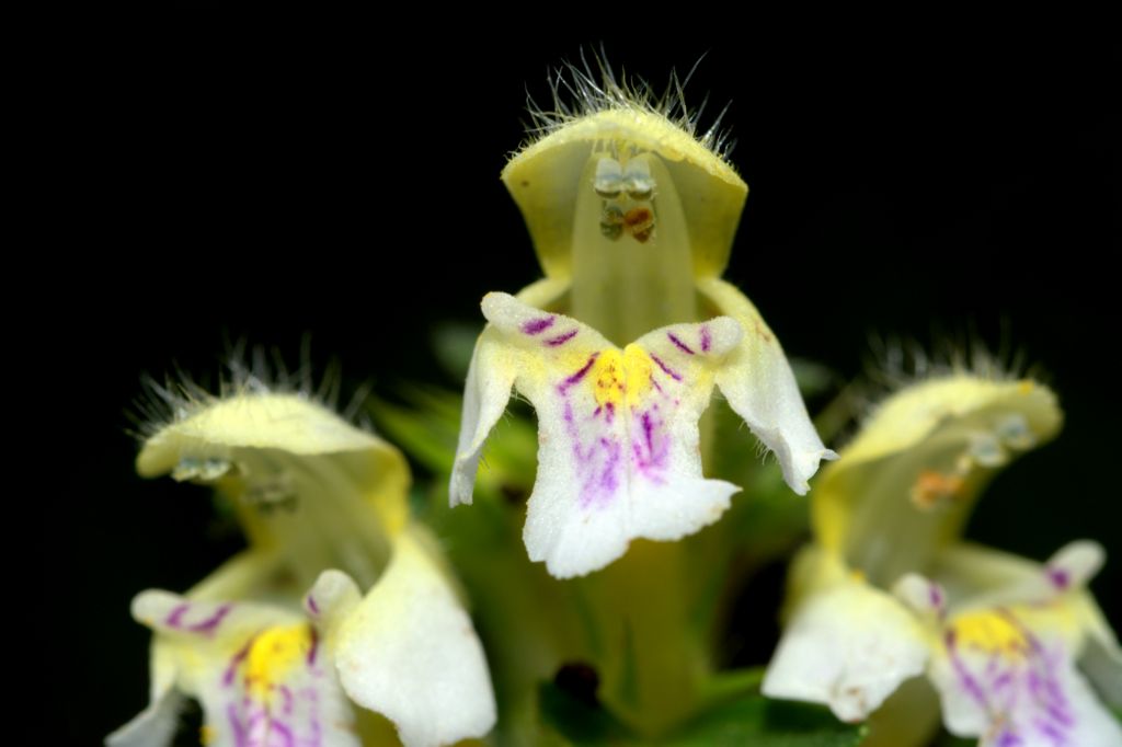 Galeopsis pubescens subsp. murriana