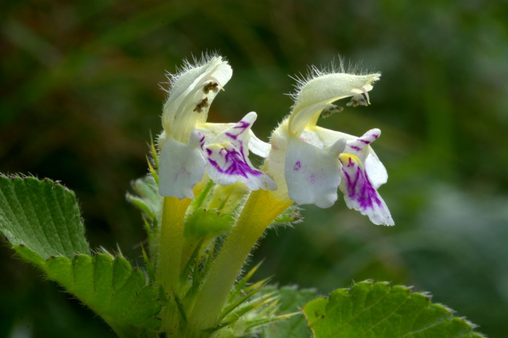 Galeopsis pubescens subsp. murriana