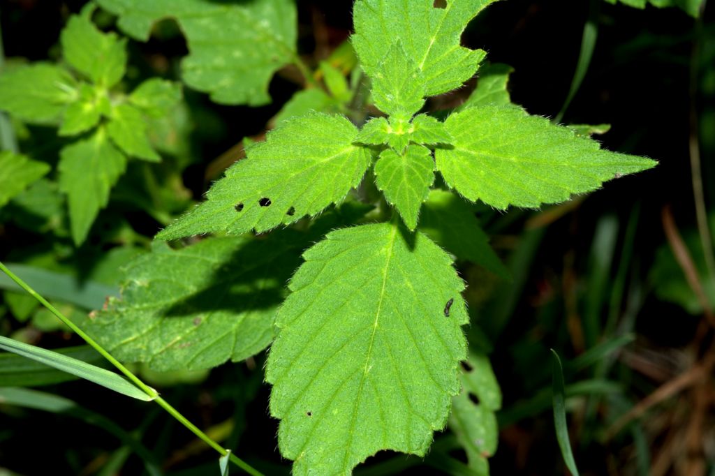 Galeopsis pubescens subsp. murriana