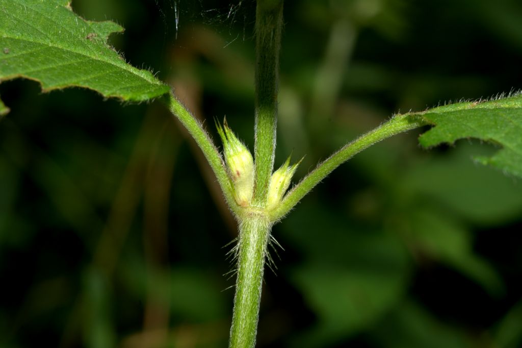 Galeopsis pubescens subsp. murriana