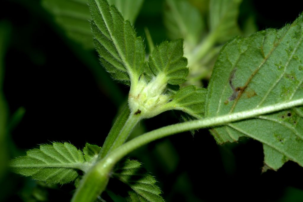 Galeopsis pubescens subsp. murriana