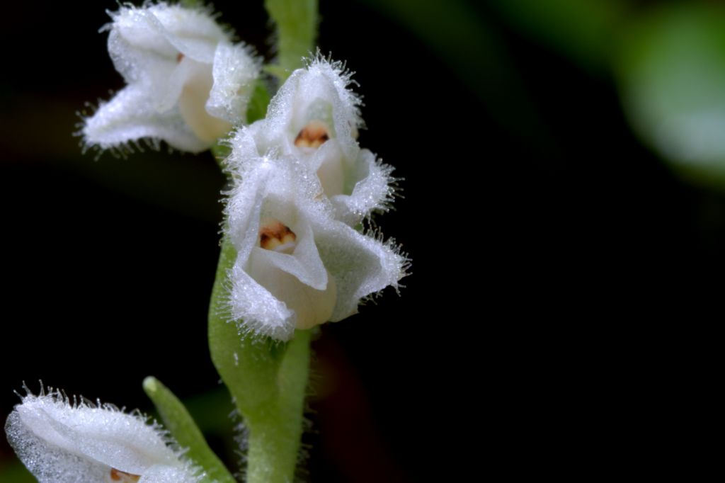 Goodyera repens