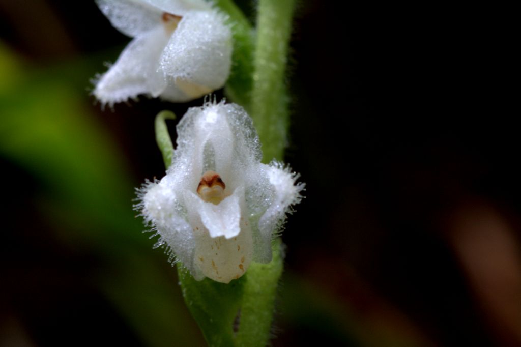 Goodyera repens