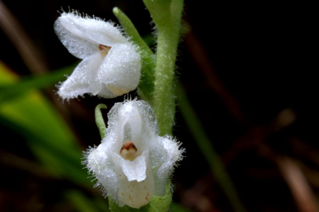 Goodyera repens