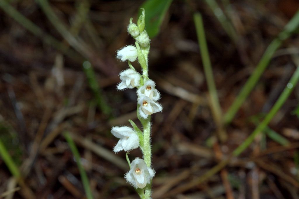 Goodyera repens