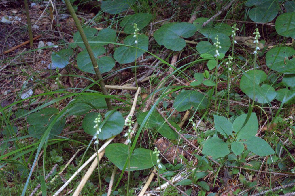 Goodyera repens