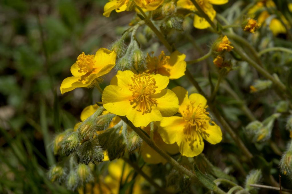 Helianthenum nummularium?