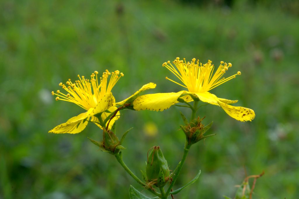 Hypericum perforatum