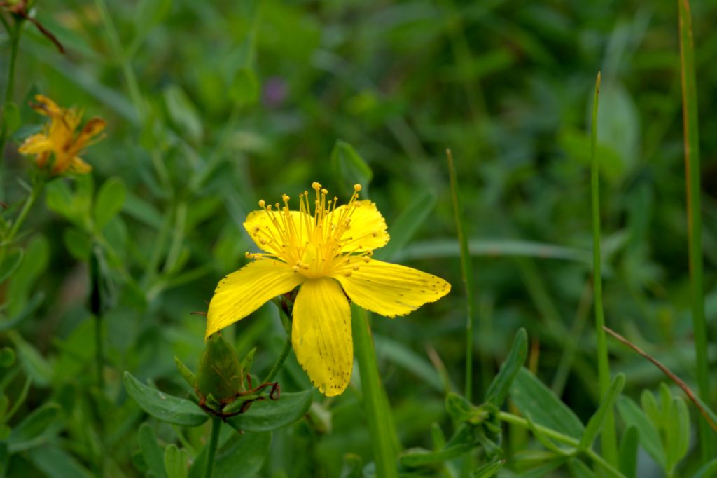 Hypericum perforatum