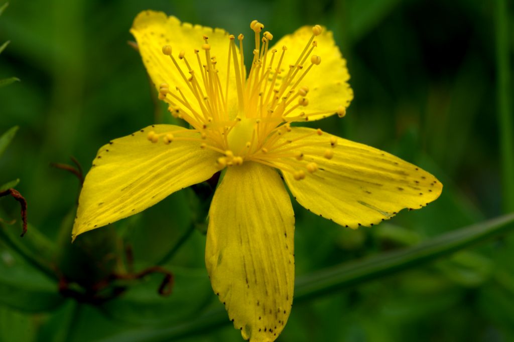 Hypericum perforatum