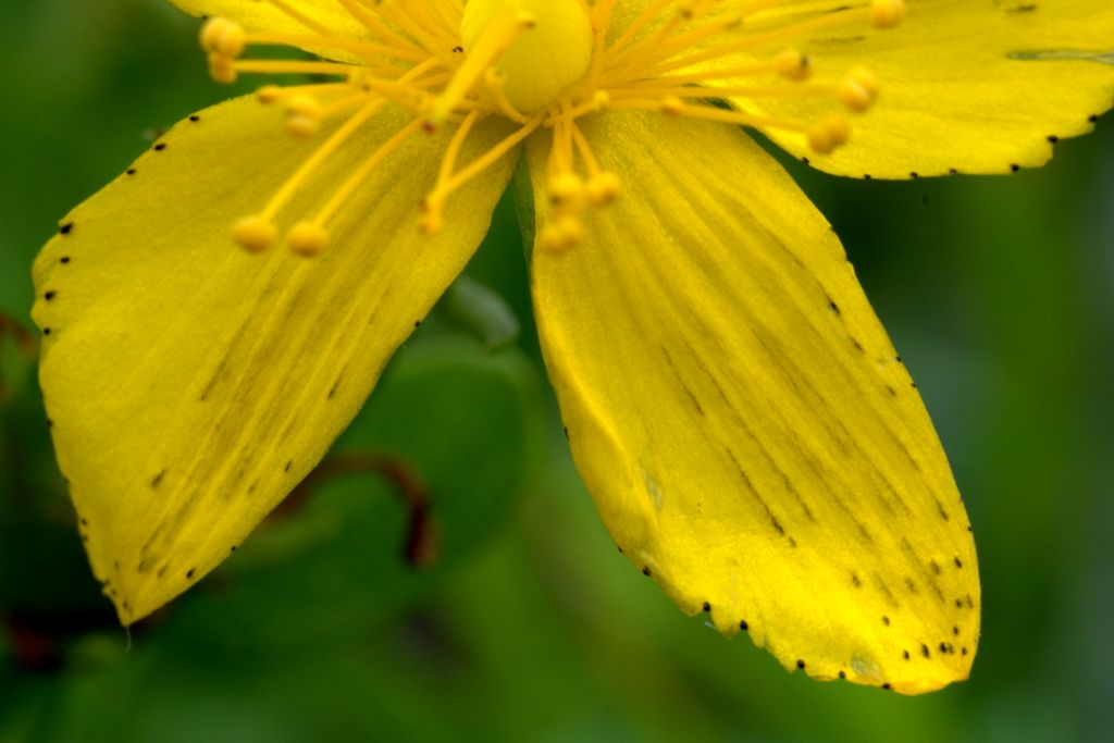 Hypericum perforatum