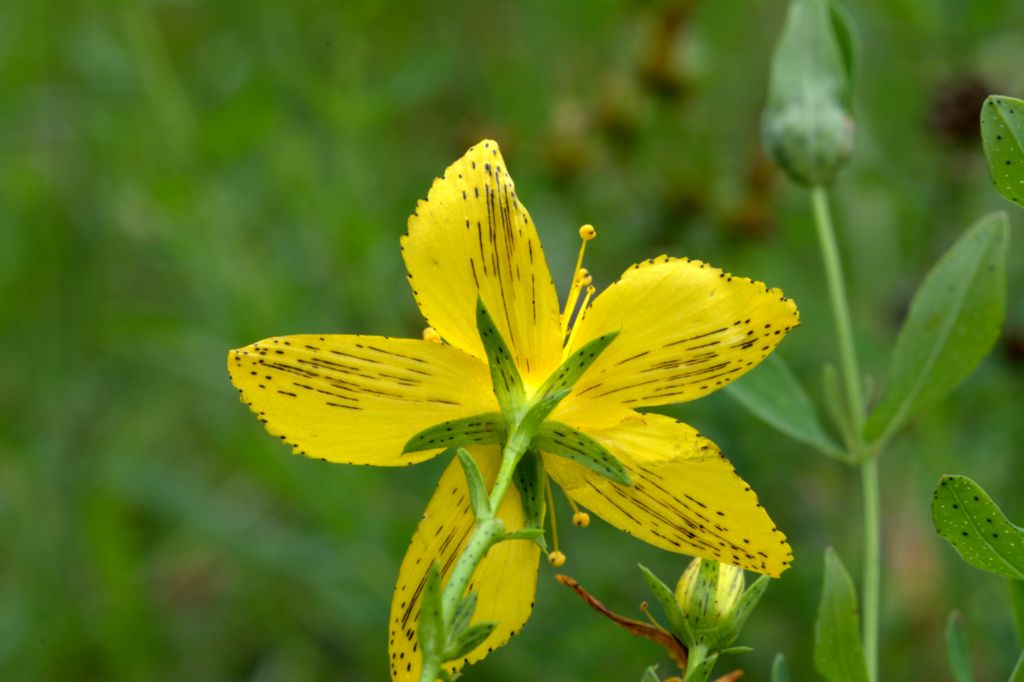 Hypericum perforatum