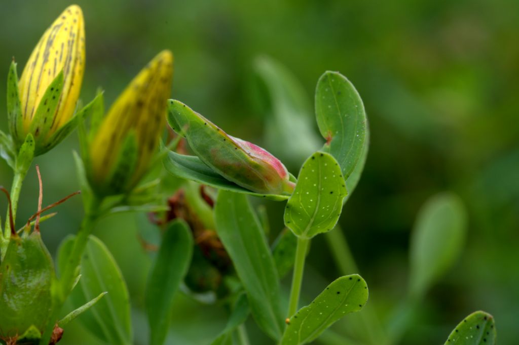 Hypericum perforatum