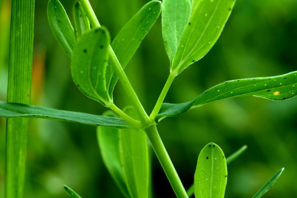 Hypericum perforatum