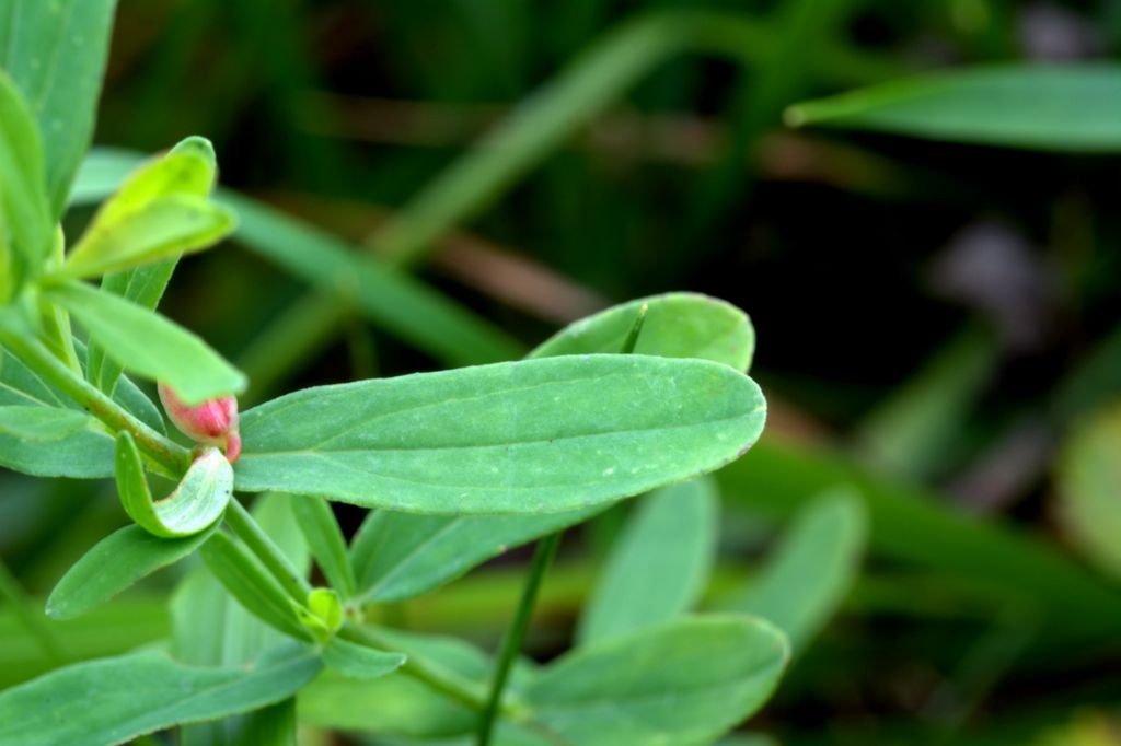 Hypericum perforatum