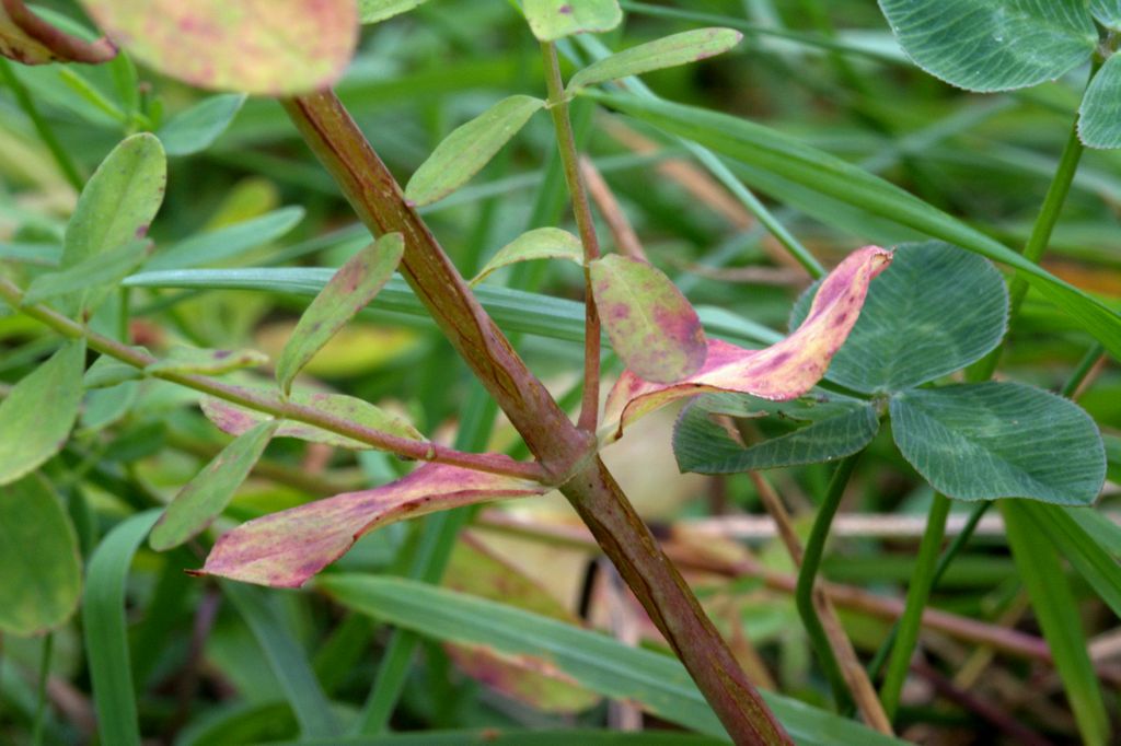 Hypericum perforatum