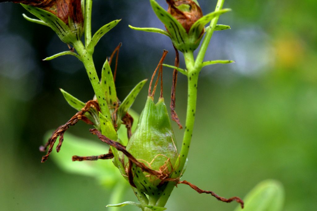 Hypericum perforatum