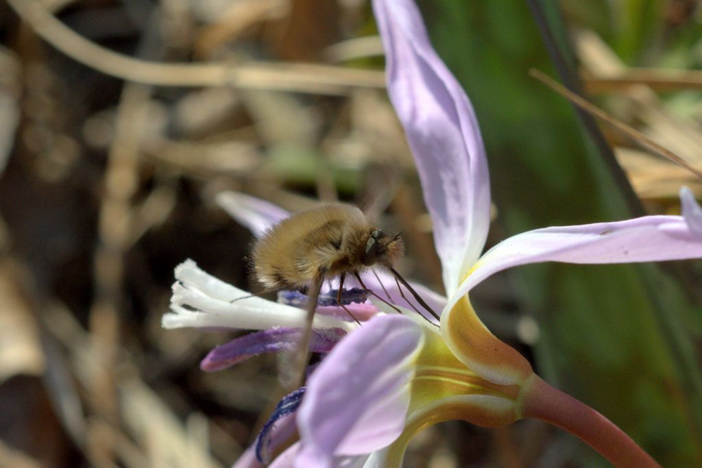 Bombylius major (Bombyliidae)