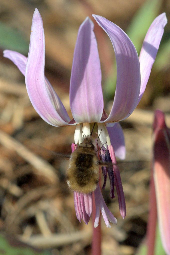 Bombylius major (Bombyliidae)