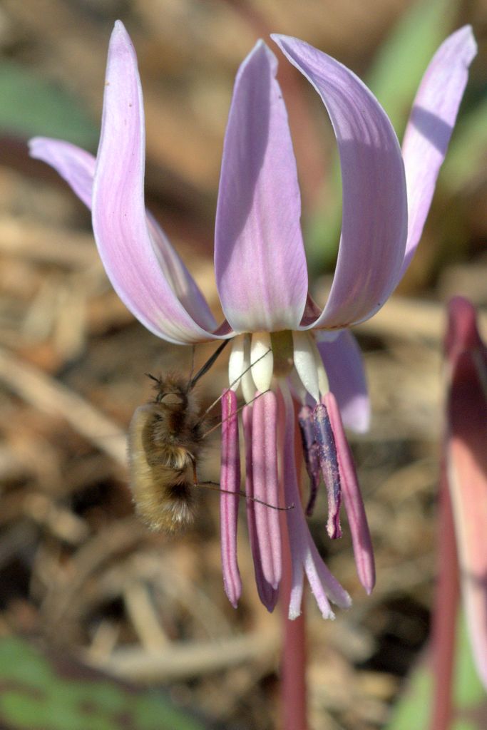 Bombylius major (Bombyliidae)