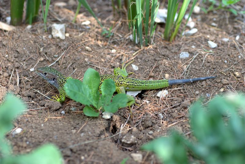 Lacerta bilineata?