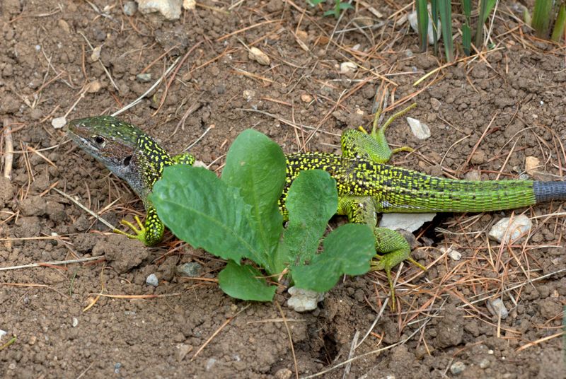 Lacerta bilineata?