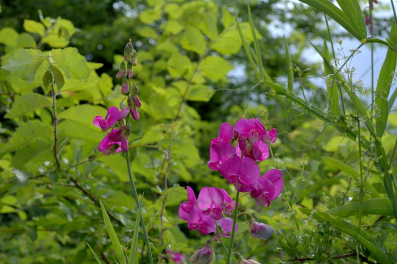 Lathyrus latifolius / Cicerchia a foglie larghe