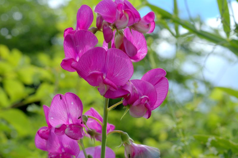 Lathyrus latifolius / Cicerchia a foglie larghe