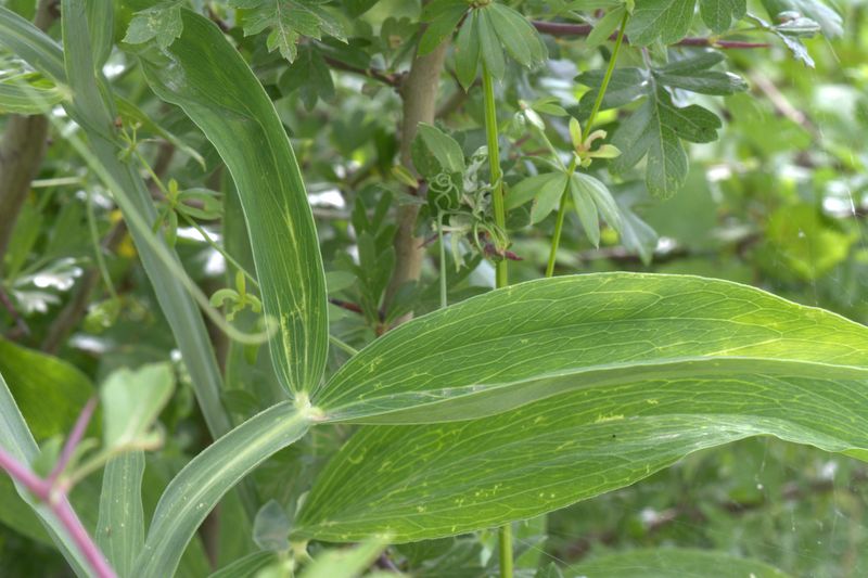 Lathyrus latifolius / Cicerchia a foglie larghe