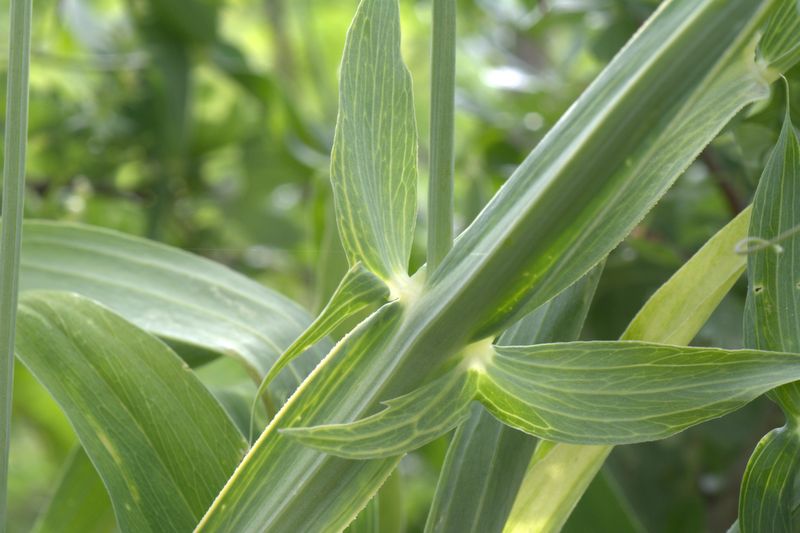 Lathyrus latifolius / Cicerchia a foglie larghe